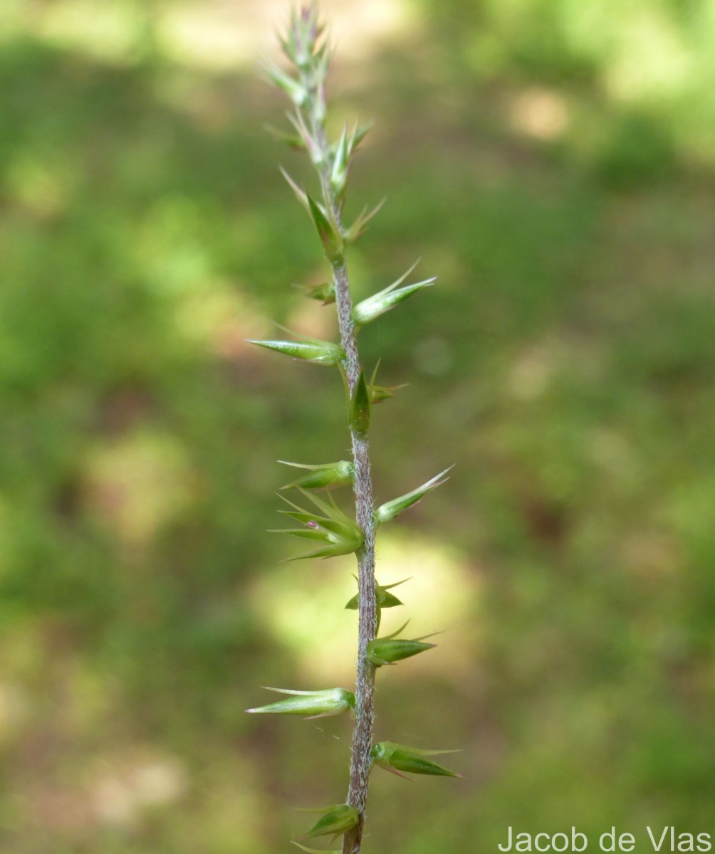 Achyranthes diandra Roxb.